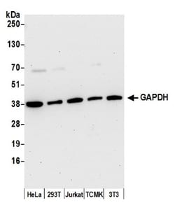 GAPDH Antibody, Novus Biologicals 0.1mL; Unlabeled:Antibodies, Polyclonal